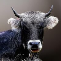 WordPress plugin conflicts